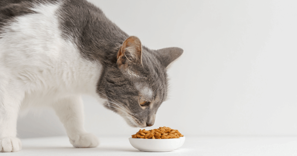 nutrizione-alimentazione-veterinaria Un gatto grigio e bianco sta annusando o mangiando da una piccola ciotola bianca riempita di cibo secco per gatti su una superficie bianca a tinta unita con uno sfondo chiaro. Servizio di nutrizione veterinaria.