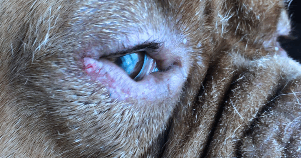 oculistica-oftalmologia Primo piano del muso di un cane che mostra l'occhio, che appare annebbiato e forse infetto, con la pelle rossa e irritata intorno alla palpebra e la trama del pelo visibile. Servizio di Oculistica o Oftalmologia Veterinaria