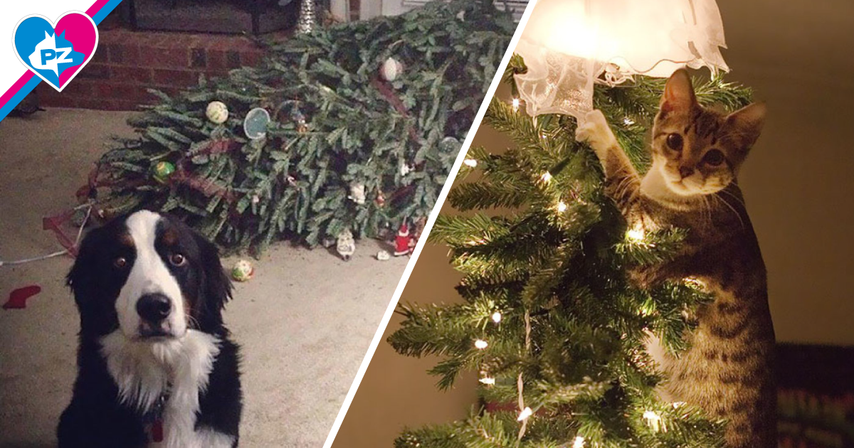Come proteggere cani e gatti dall‘albero di Natale