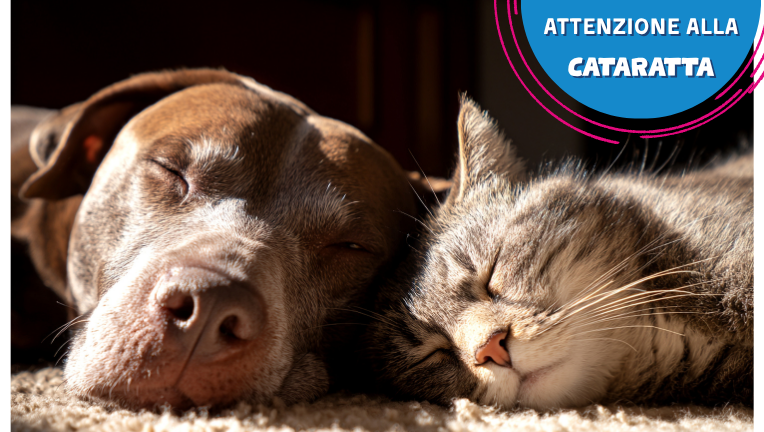 Cani e gatti: attenzione al pericolo cataratta