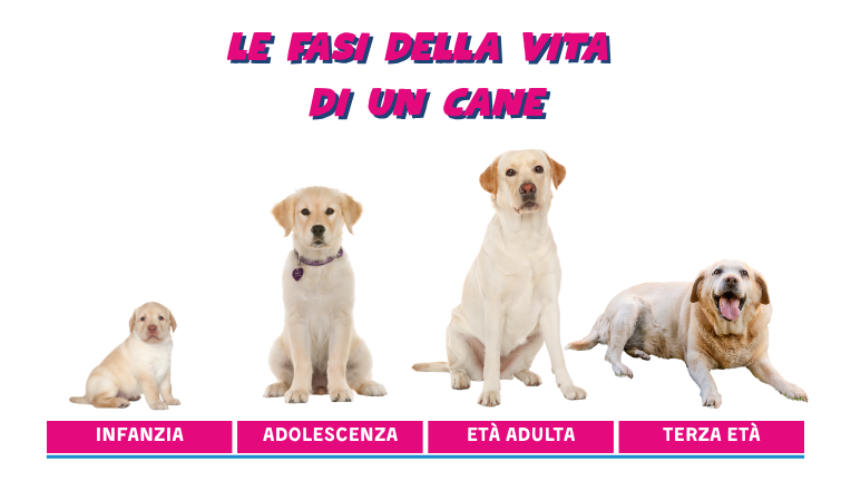 Le fasi della vita di un cane