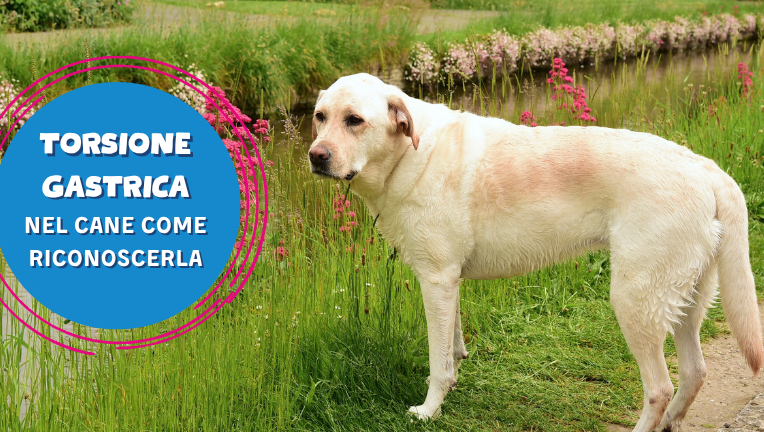 Torsione dello stomaco nel cane: ecco come riconoscerla!