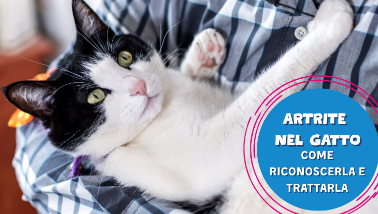 Artrite nel gatto: come riconoscerla e come intervenire