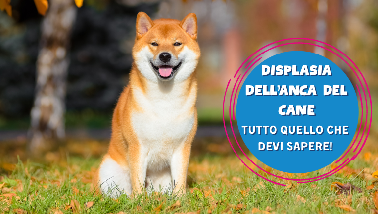 Displasia dell‘anca: come capire se il tuo cane ne soffre