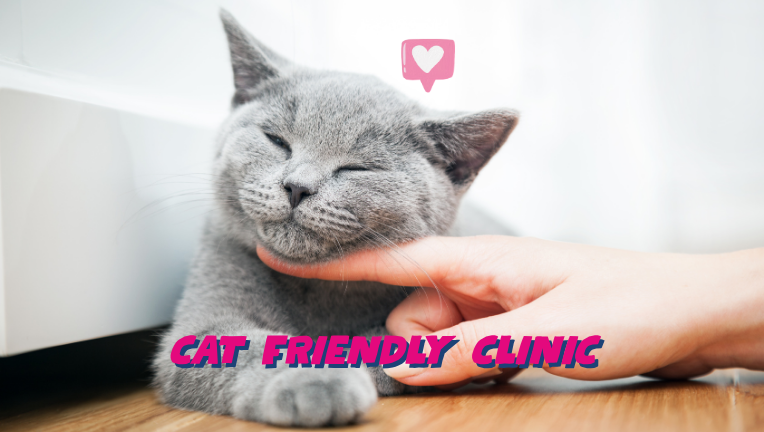 Essere una clinica Cat Friendly è importante