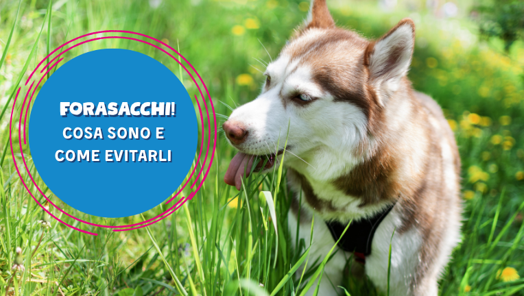 Pericolo forasacchi: cosa sono e come evitarli