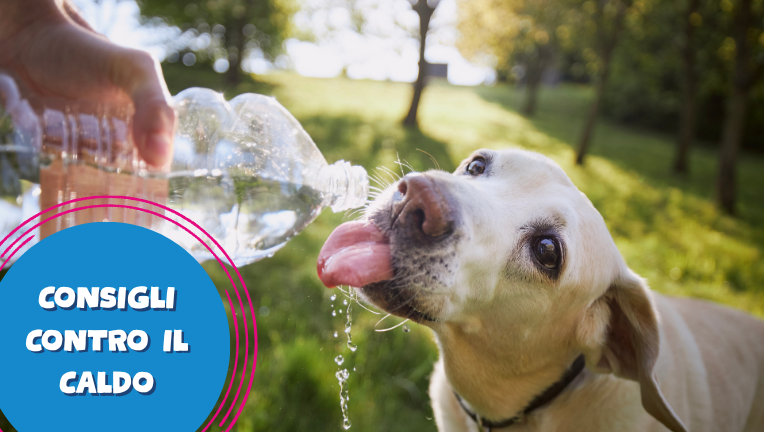 Anche i nostri animali soffrono il caldo