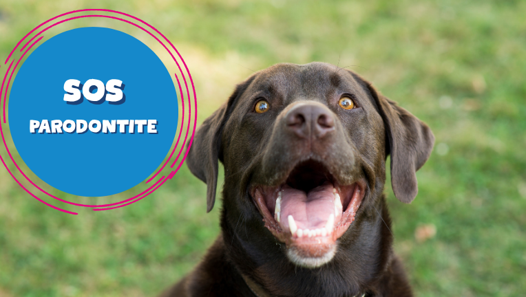 SOS Parodontite