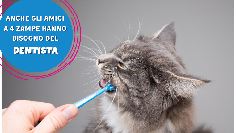 Anche gli amici a 4 zampe hanno bisogno del dentista