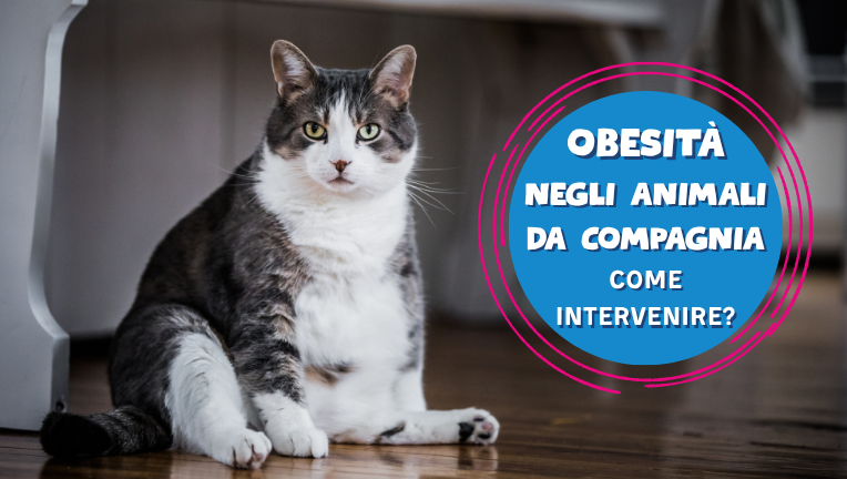 Obesità negli animali da compagnia: come intervenire