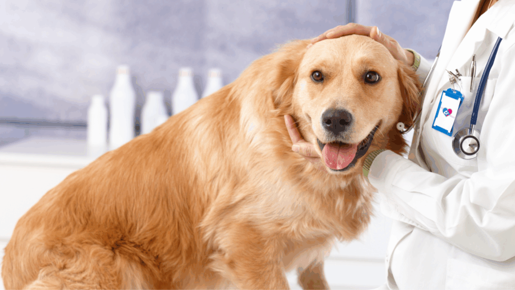 Golden Retriever visitato da un veterinario che lo accarezza e lo tranquillizza