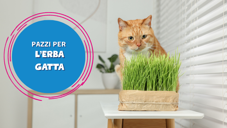 L’erba gatta e i suoi effetti sugli amici felini