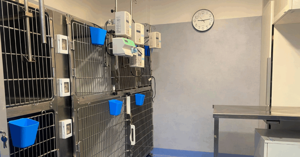 Una stanza di una clinica veterinaria con gabbie metalliche per animali sulla sinistra, secchi blu attaccati alle gabbie, pompe di infusione in alto, un tavolo da visita metallico sulla destra e un orologio sulla parete che indica le 10:08.