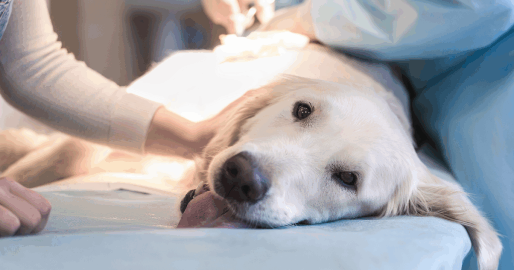 Pronto-soccorso-veterinario-24h-Palermo Un golden retriever giace su un tavolo veterinario, con l'aria stanca e la lingua di fuori, mentre due persone in tenuta medica lo assistono, lasciando intendere che il cane è sottoposto a una procedura medica.
