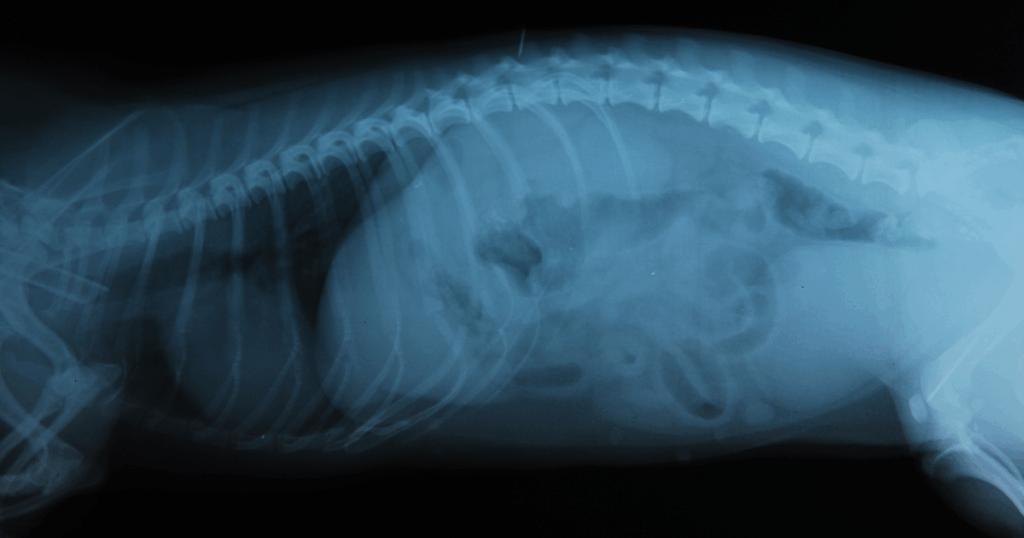 Radiografia-digitale-radiologia-diretta Immagine radiografica che mostra la vista laterale del corpo di un animale, probabilmente un gatto o un cane, con colonna vertebrale, costole e organi interni visibili su uno sfondo scuro.