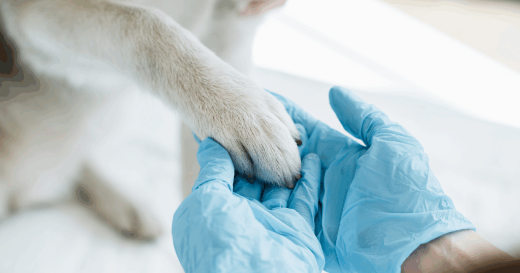 chirurgia-veterinaria Primo piano di un veterinario con guanti blu che tiene delicatamente la zampa di un cane, suggerendo un'interazione premurosa o una visita medica.