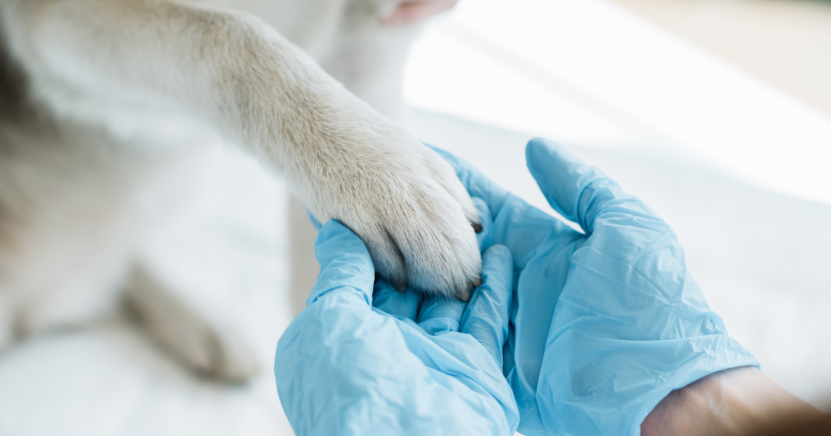 Degenza e Terapia Intensiva | Clinica Veterinaria Zarcone 24H