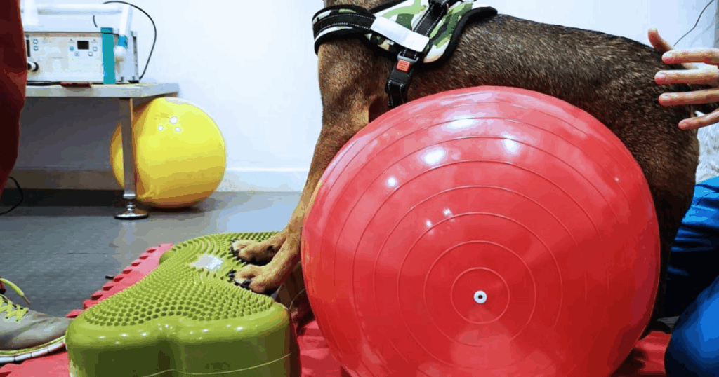 Un cane che indossa una pettorina è in piedi su un tappetino verde con le zampe anteriori, mentre il suo corpo si appoggia a una grande palla da ginnastica rossa. Accanto al cane sono visibili le mani di una persona che assiste a una sessione di fisioterapia veterinaria