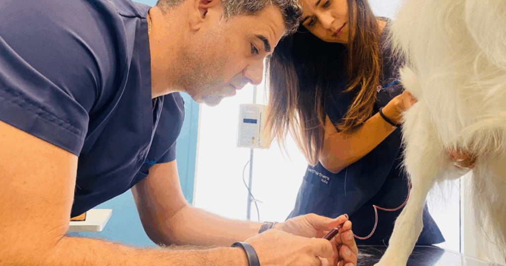 medicina-interna-veterinaria Due veterinari della Clinica Veterinaria Zarcone in camice trattano una zampa di cane bianco in un ambulatorio. Il veterinario si concentra sulla procedura mentre l'assistente tiene il cane con delicatezza. Sullo sfondo sono visibili le attrezzature mediche.