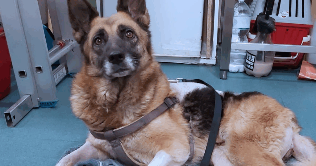 neurologia-neurochirurgia Un pastore tedesco con una pettorina giace su una coperta su un pavimento blu in un ambiente clinico, circondato da scaffali e forniture mediche, guardando in alto con orecchie attente e occhi gentili. Servizio di neurologia e neurochirurgia veterinaria.