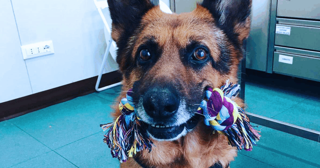 Un cane da pastore tedesco, paziente oncologico, seduto in Clinica Veterinaria Zarcone con un giocattolo di corda colorato in bocca, che guarda la telecamera con orecchie attente e occhi luminosi. 