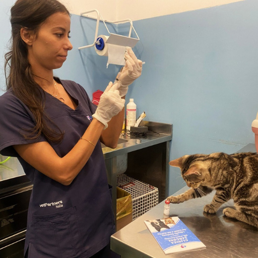 Veterinaria della Clinica Veterinaria Zarcone 24H prepara una siringa mentre un gatto osserva sul tavolo della clinica